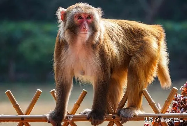生肖猴的最佳出生年份：五行中哪一年的猴人财运、贵人缘最旺？